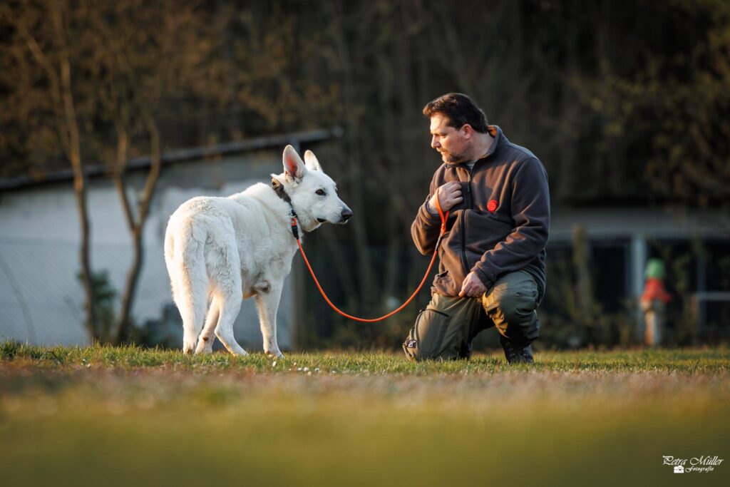 Maik kniet auf einem Hundeplatz seinem Weißen Schweizer Schäferhund Qyu gegenüber.